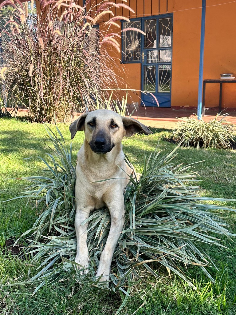 A light-coloured dog sitting among garden plants outside an orange building.