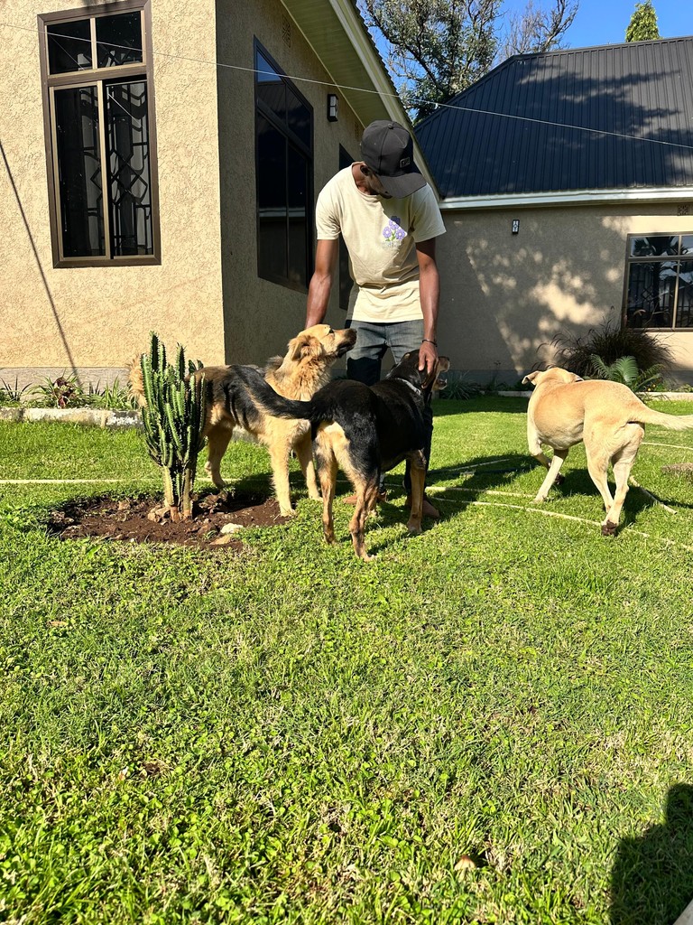 Three dogs gathered on a lawn beside an unnamed person.